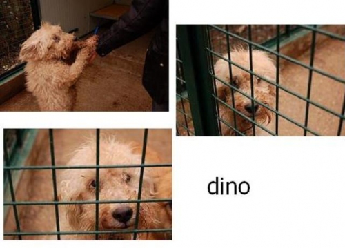dino_ok