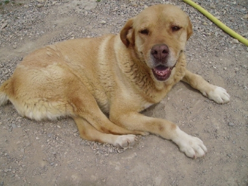 dogue