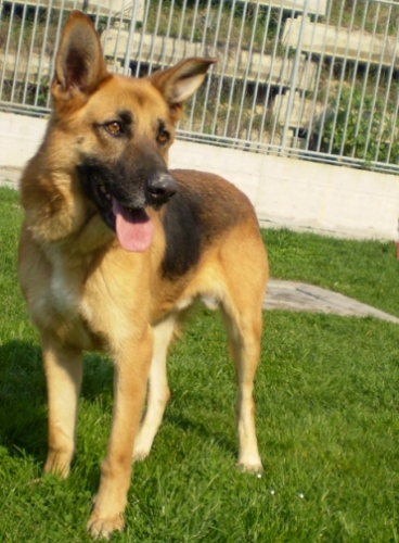 duca_597_06