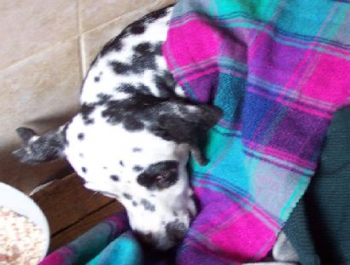 emergenza_dalmata_pom