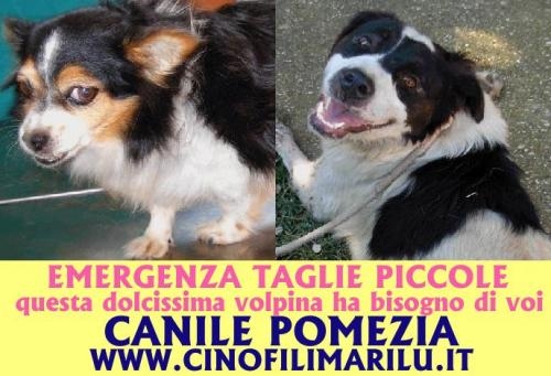 emergenzacuccioli
