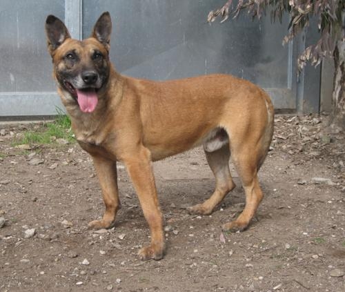 ettore