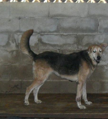 fatttondina