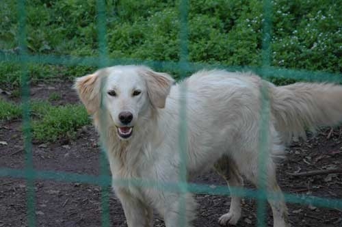 filomena