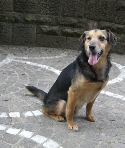 flappino1