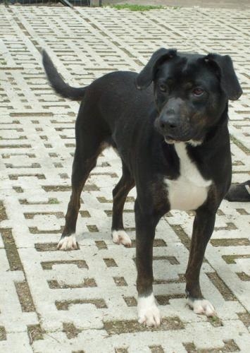 fosca