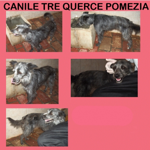 grigietta-box-155pomezia