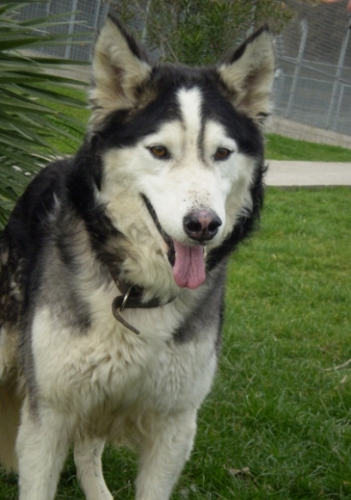 husky_face