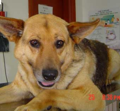 india1