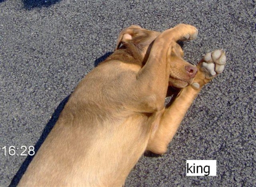 king_copy