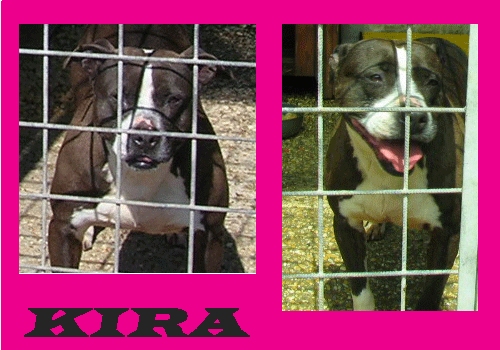 kira-pomezia1