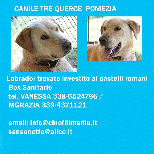 labrador1_box_55_