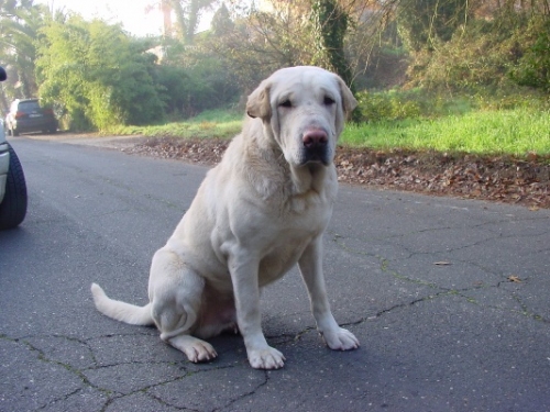 labrador2