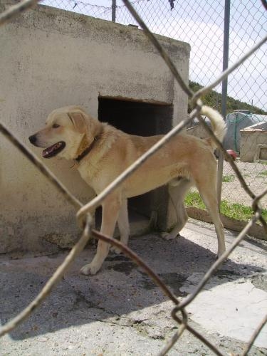 labradorincrocio