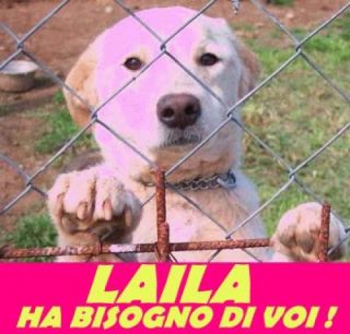 lailapomezia
