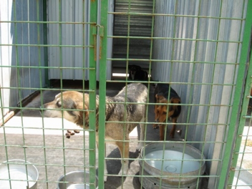 lapo