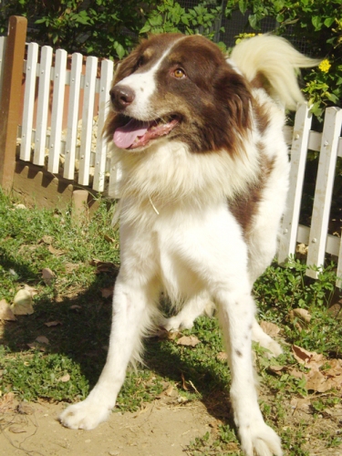 lassie0