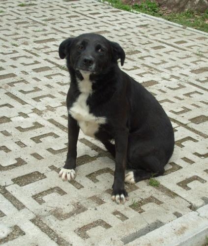 lilli