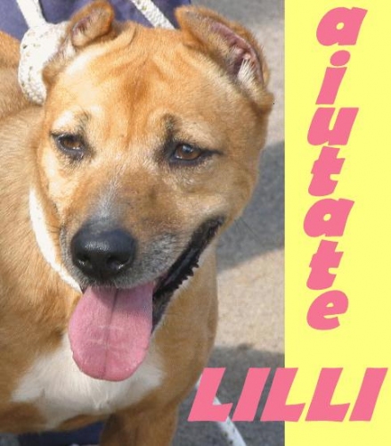 lilli_pomezia
