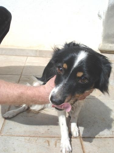 lillo