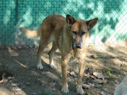lupa