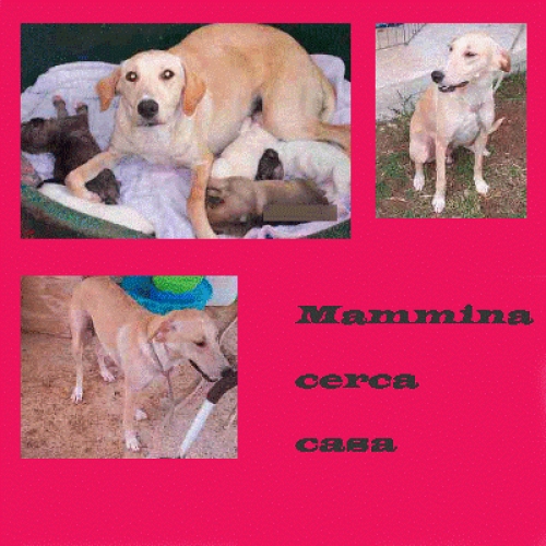 mamma-cerca-casa_-_pomezia