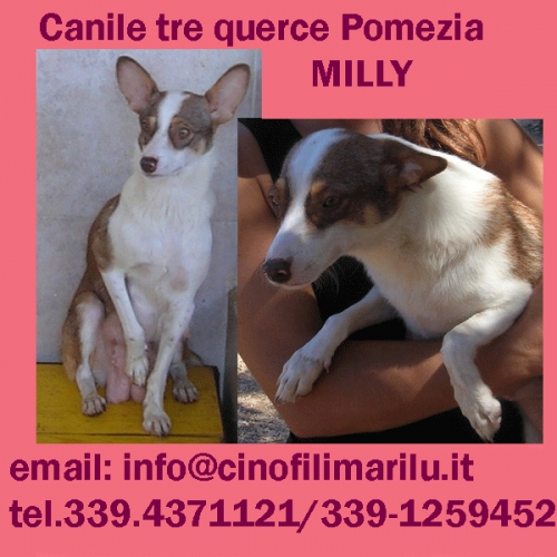 milly-tg-piccola-pomezia1