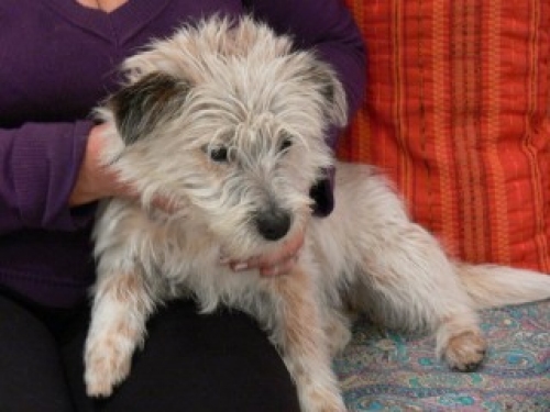 mini_cagnolina__pomezia