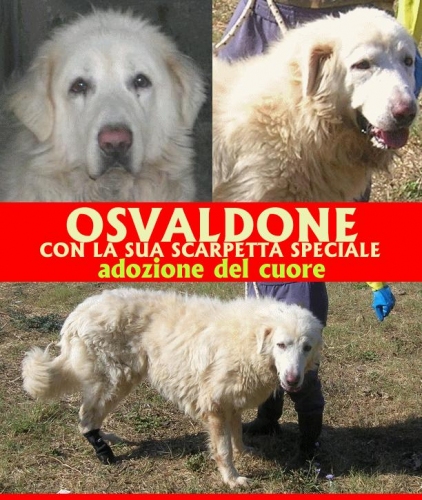 osvaldone_scarpetta_pomezia