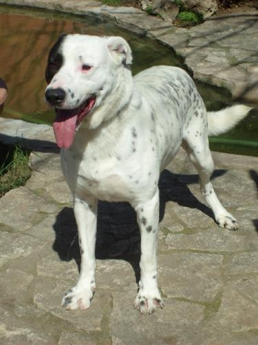 pallino