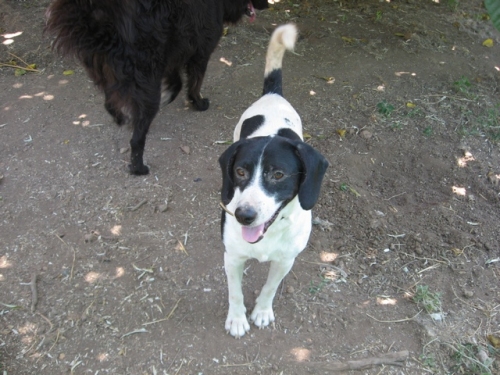 pallino9
