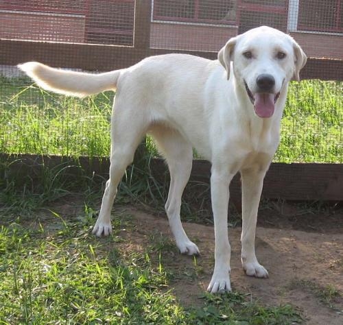 perla