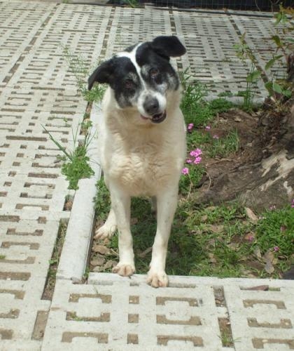 pirata