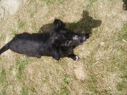 piskal