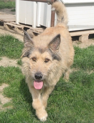 plinio1