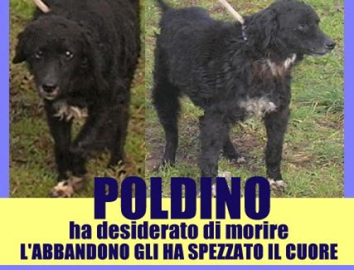 poldino_sos_appello