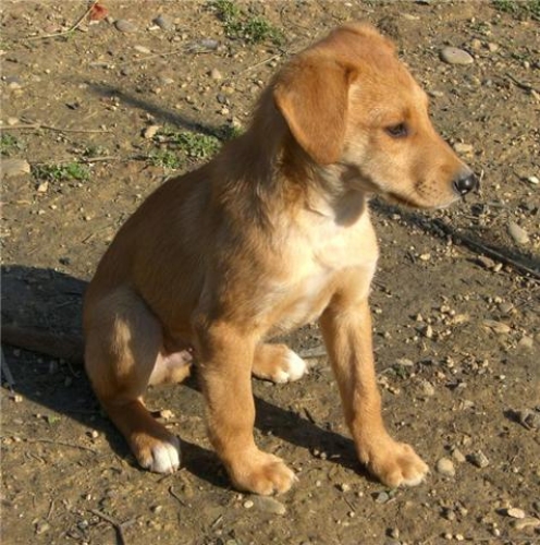 pulcio