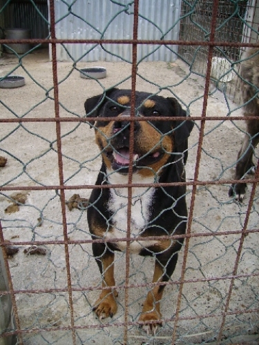 rott