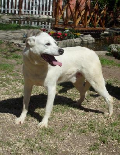 sancho.1