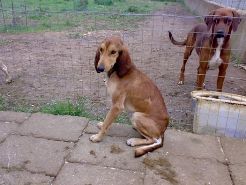 segugetto_maschio_cucciolone