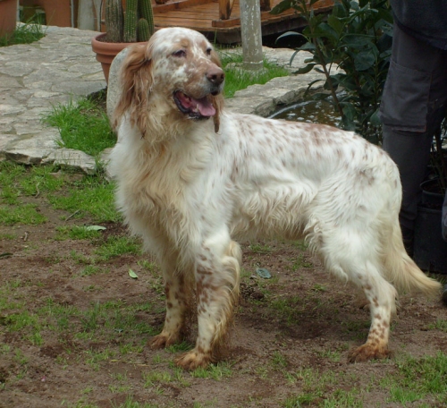 setter_inglese_3