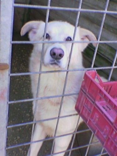 simba_a_pomezia