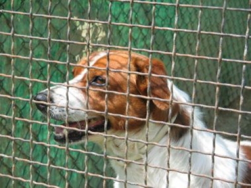 spillo5