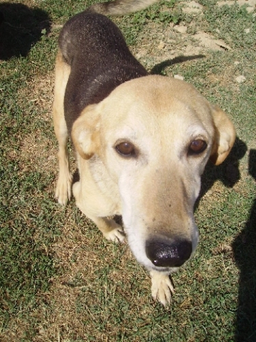 stellina