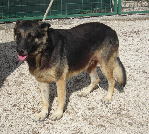 sara