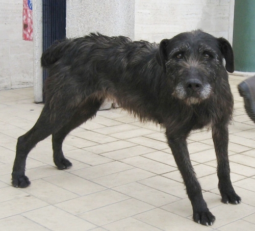 stella