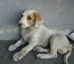 achala3