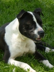 baby_rex_1