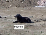 baghera