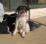 bambimuratella2